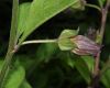 image of Atropa bella-donna