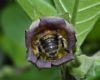 image of Apis mellifera