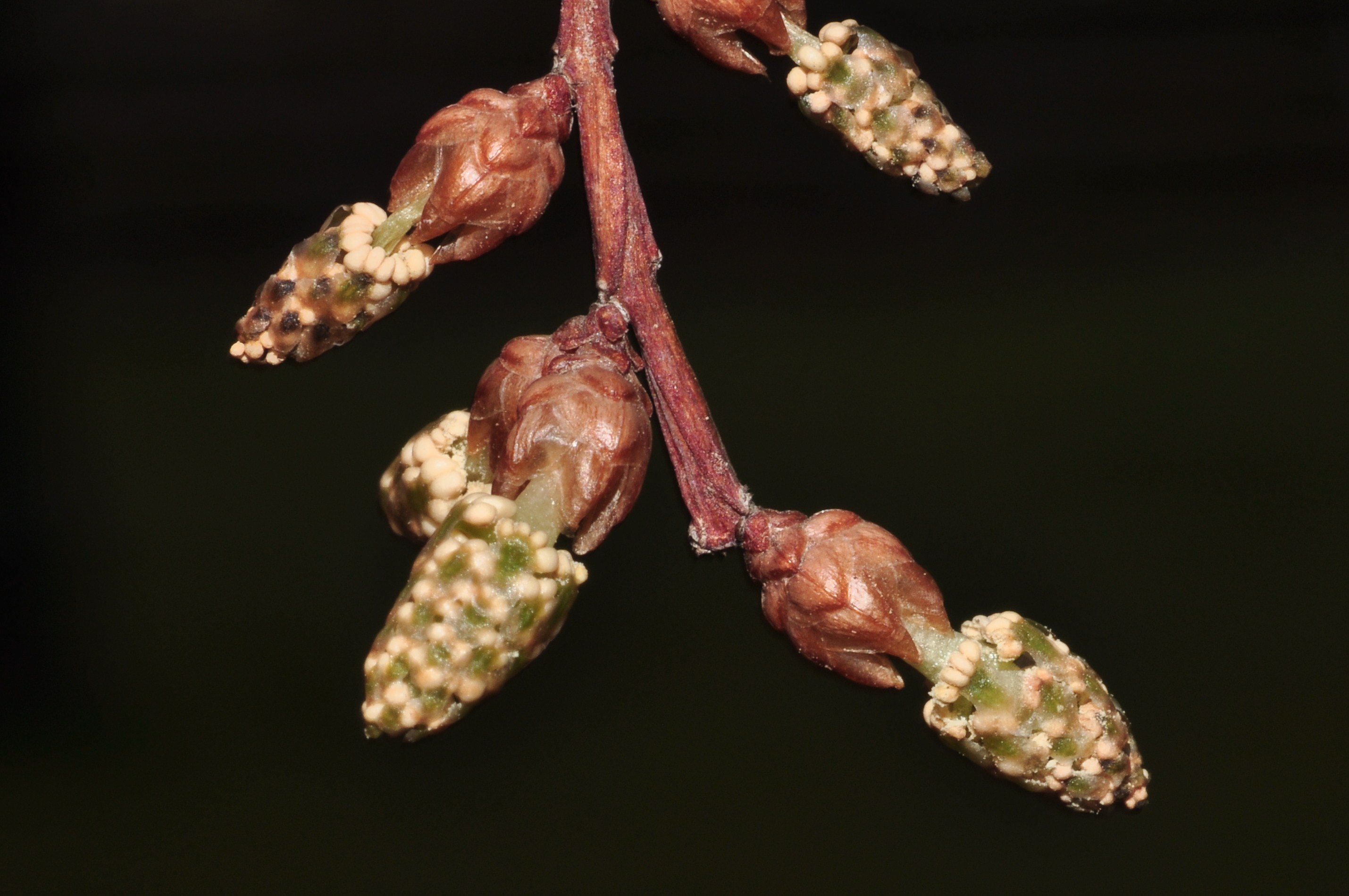 Cupressaceae Metasequoia glyptostroboides