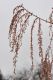 image of Metasequoia glyptostroboides