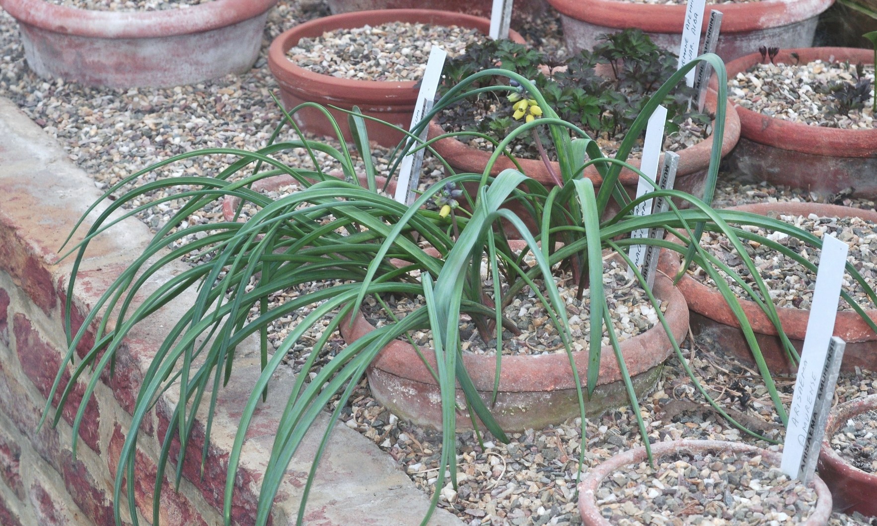 Hyacinthaceae Muscari macrocarpum
