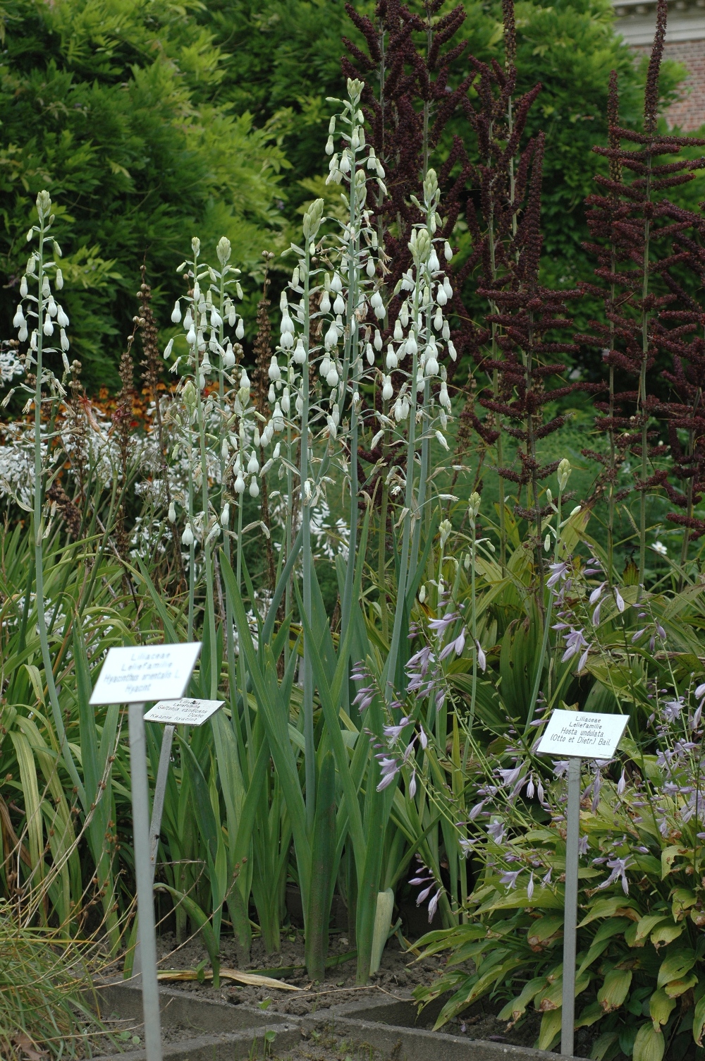 Hyacinthaceae Galtonia candicans