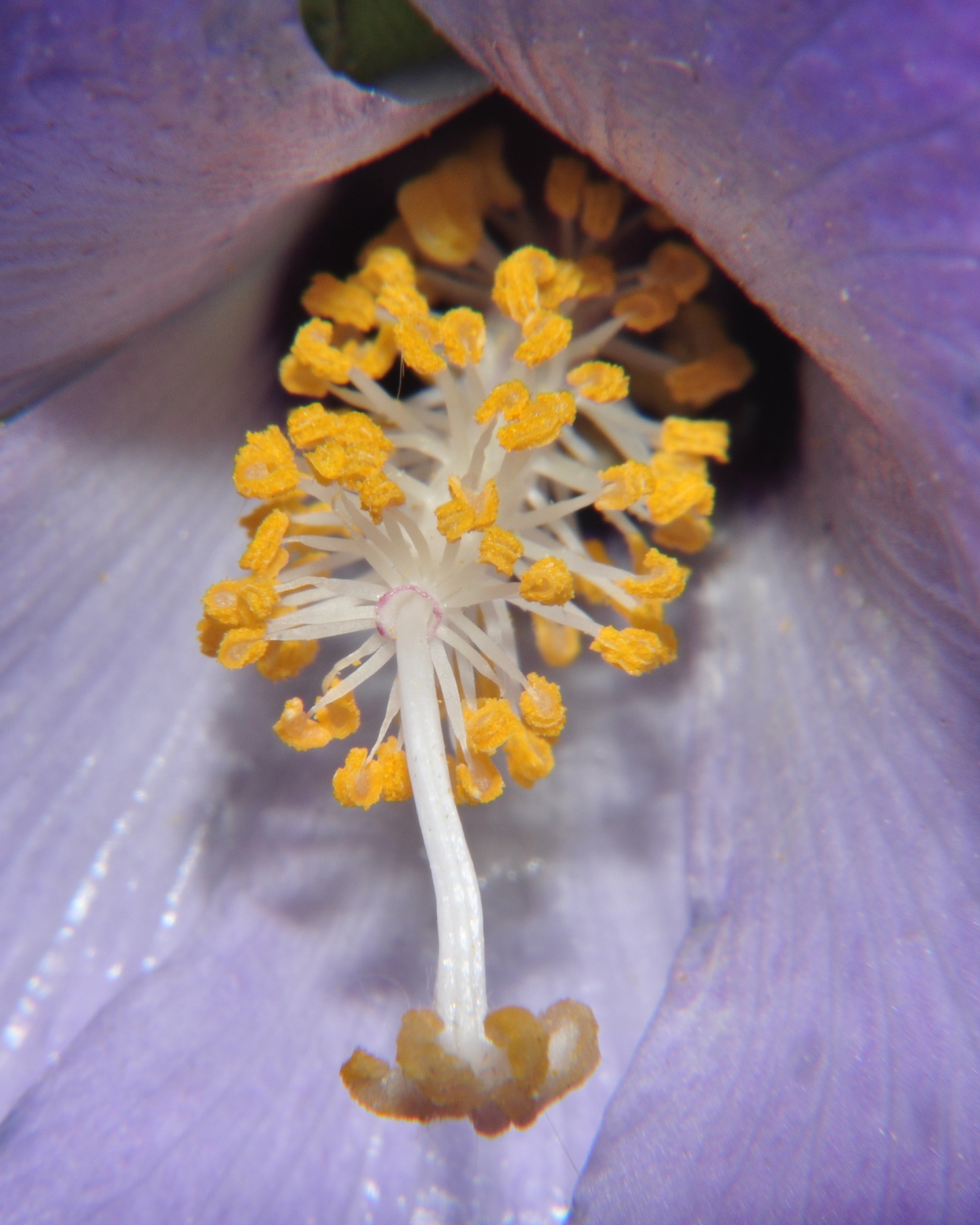 Malvaceae Alyogyne huegelii