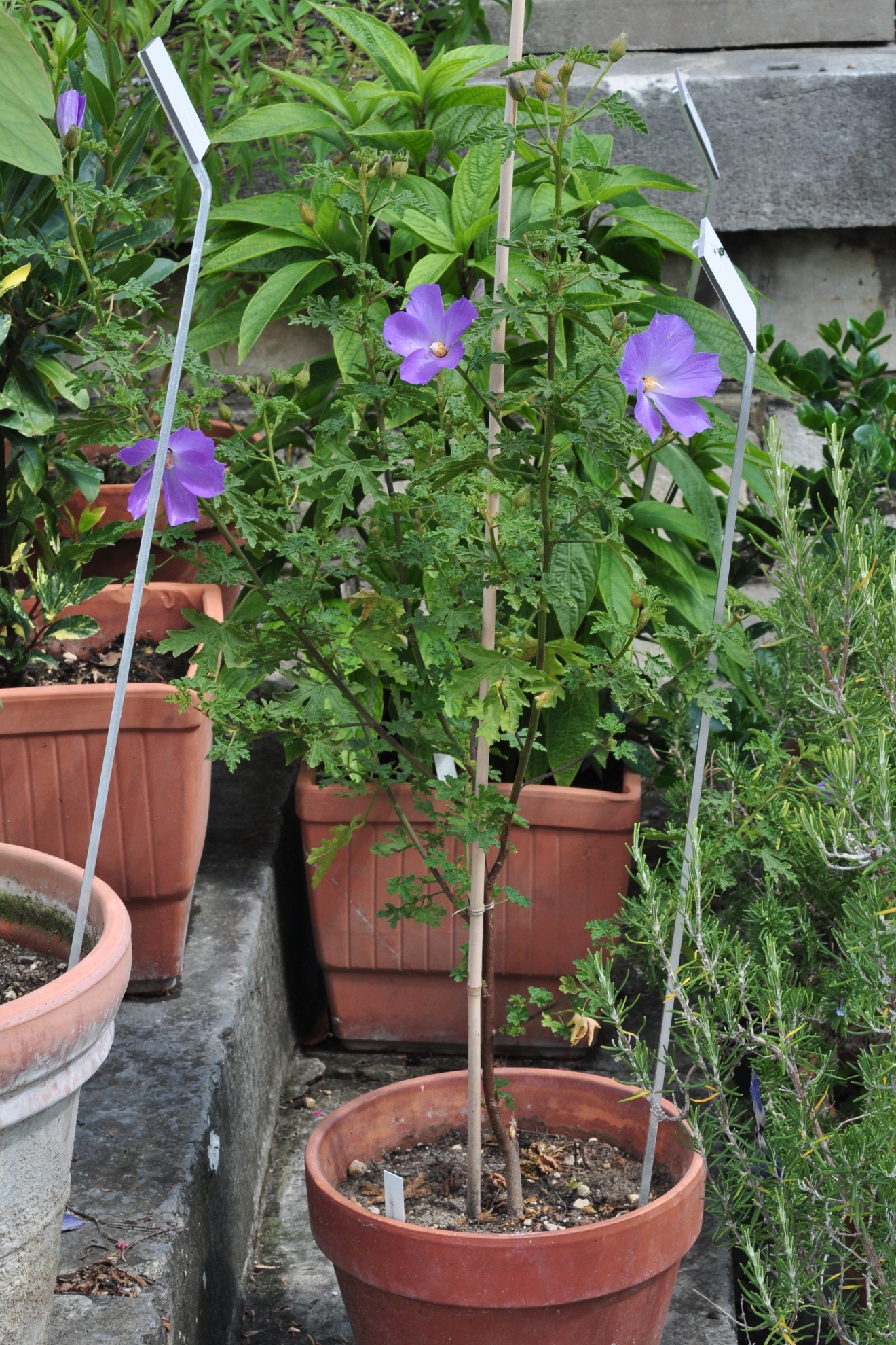 Malvaceae Alyogyne huegelii
