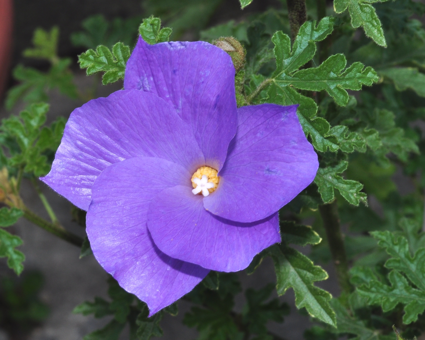 Malvaceae Alyogyne huegelii