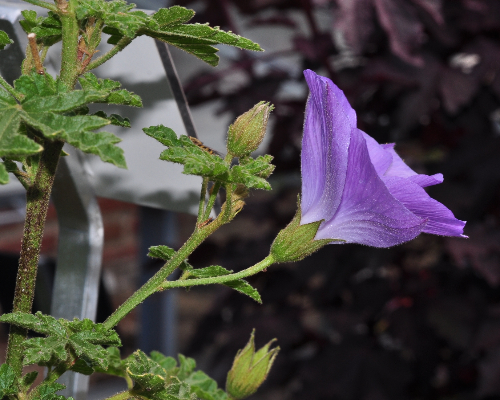 Malvaceae Alyogyne huegelii