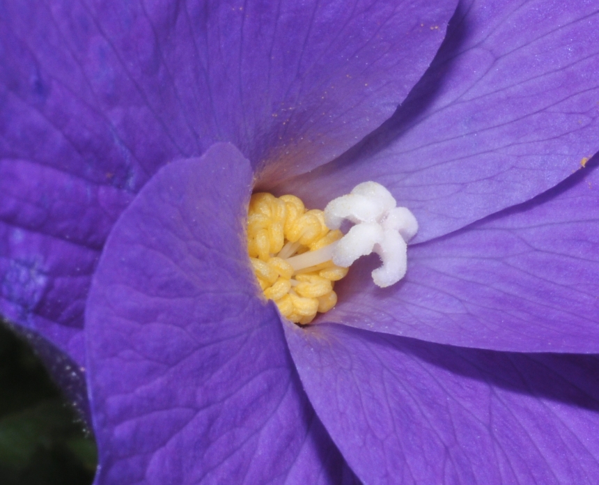 Malvaceae Alyogyne huegelii