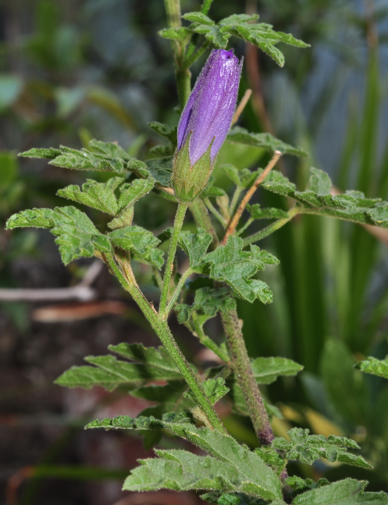 Malvaceae Alyogyne huegelii
