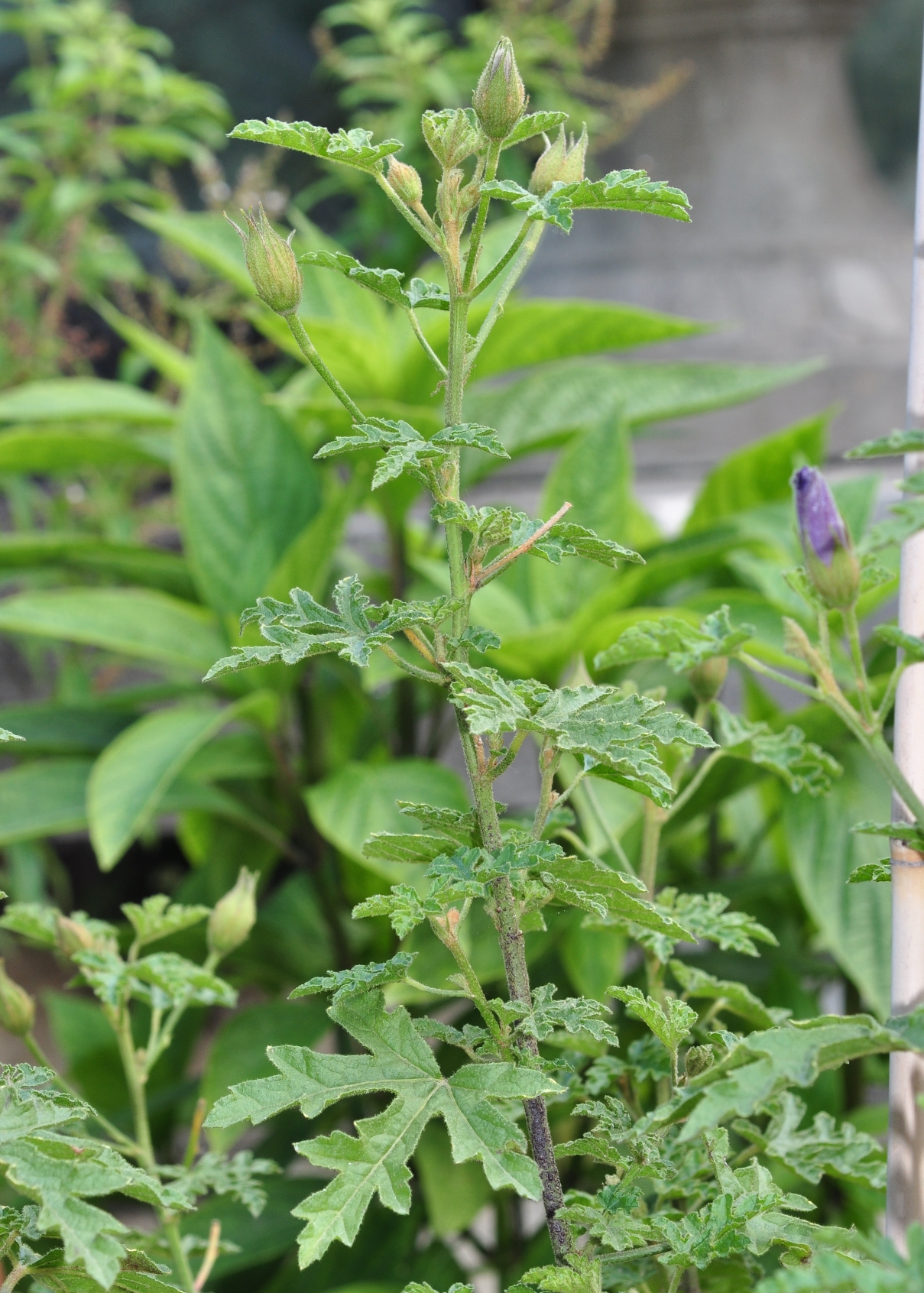 Malvaceae Alyogyne huegelii