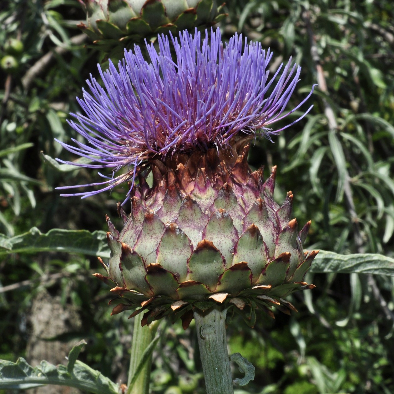 Asteraceae Cynara cardunculus