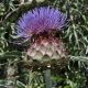 image of Cynara cardunculus