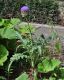image of Cynara scolymus
