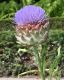 image of Cynara scolymus