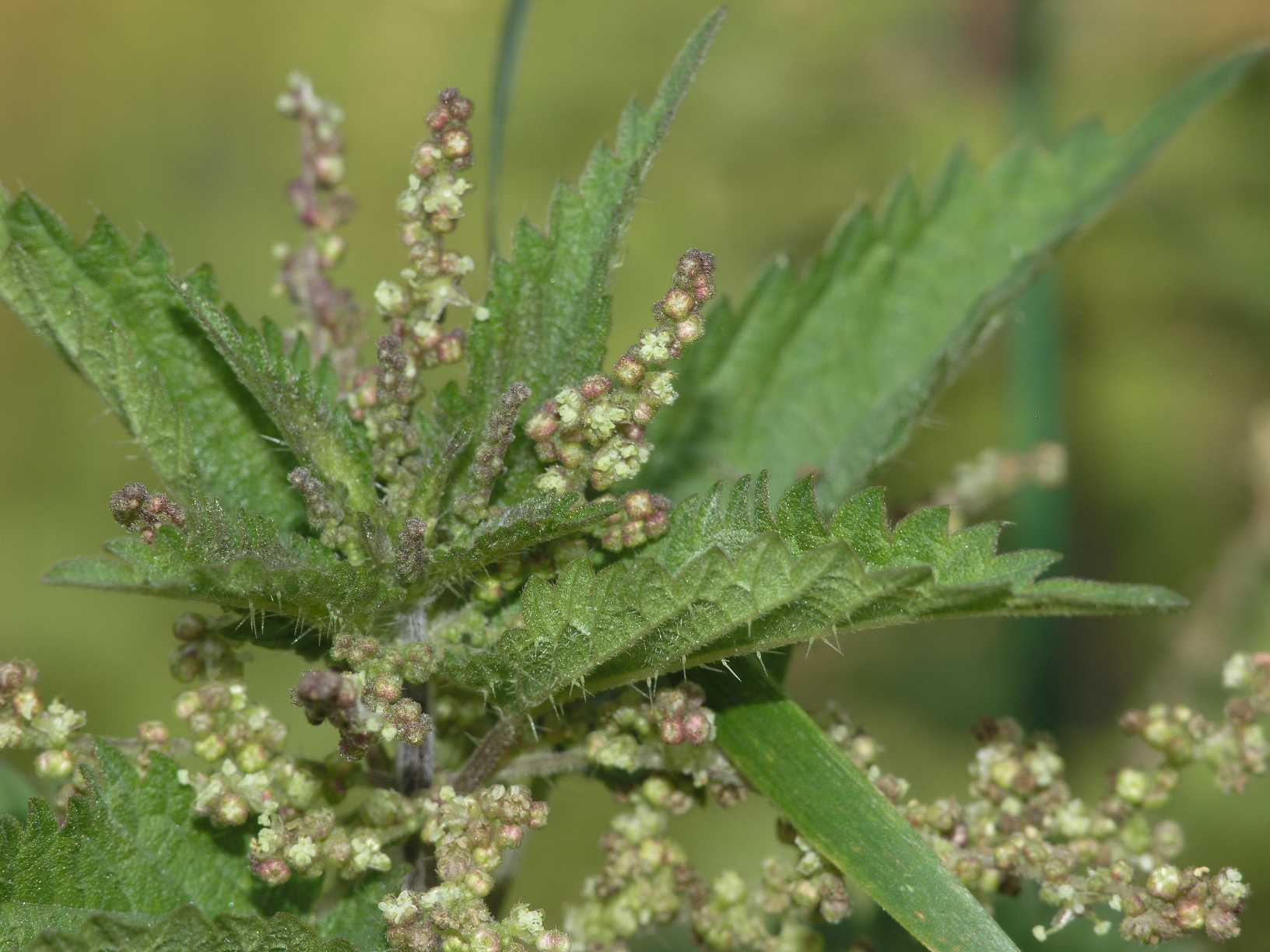 Urticaceae Urtica dioica