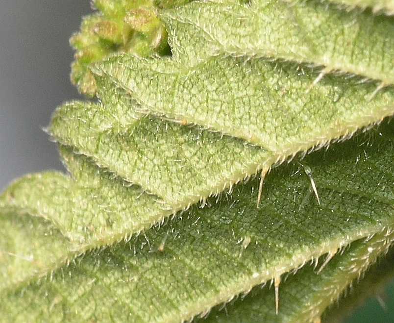 Urticaceae Urtica dioica