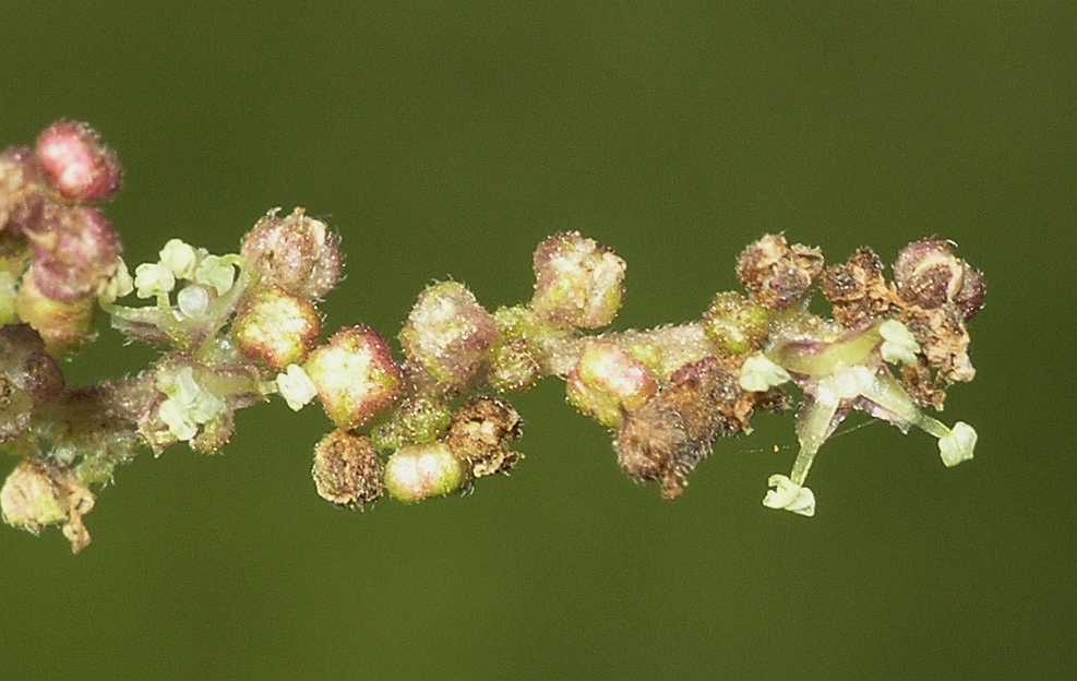 Urticaceae Urtica dioica