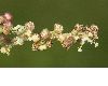 image of Urtica dioica