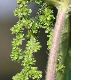 image of Urtica dioica