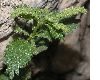 image of Urtica dubia