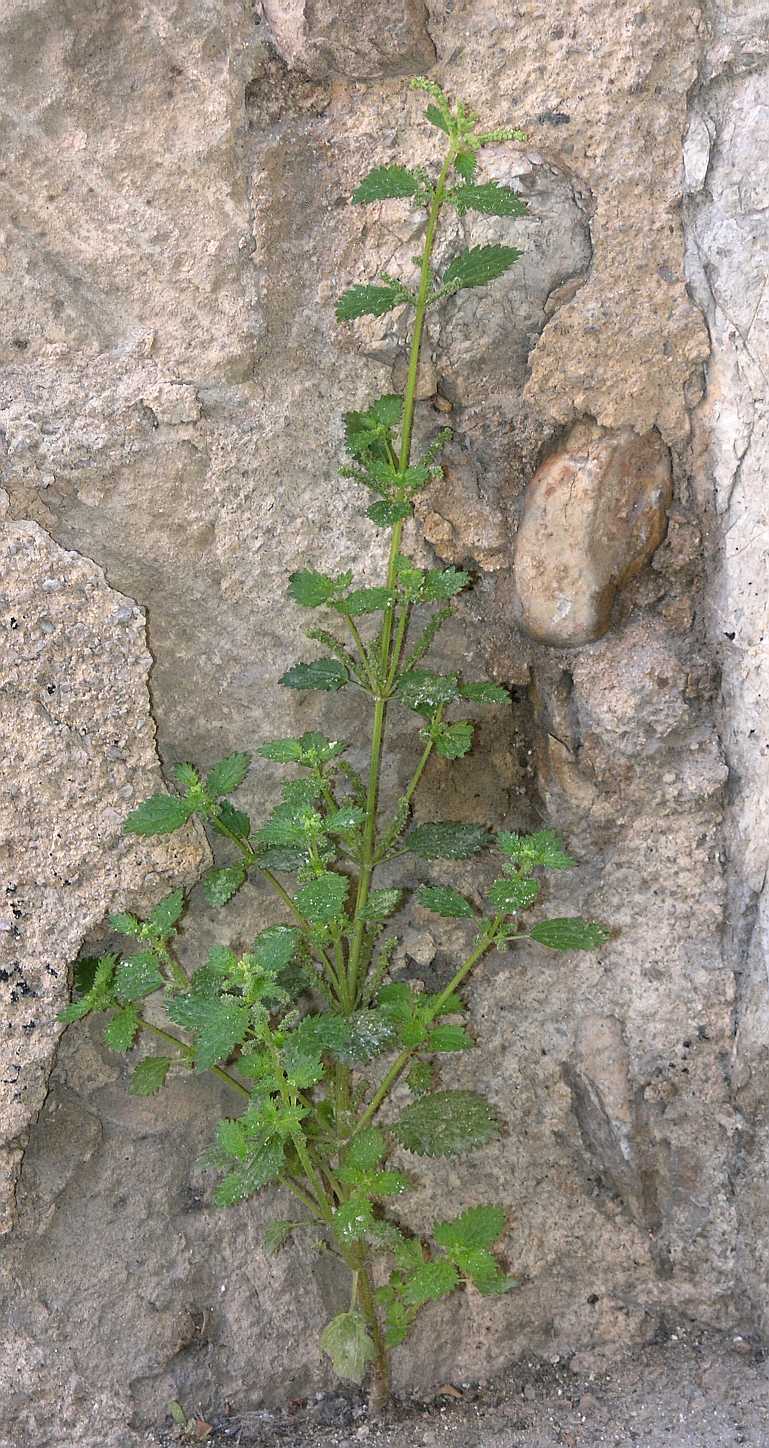 Urticaceae Urtica dubia