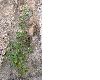 image of Urtica dubia