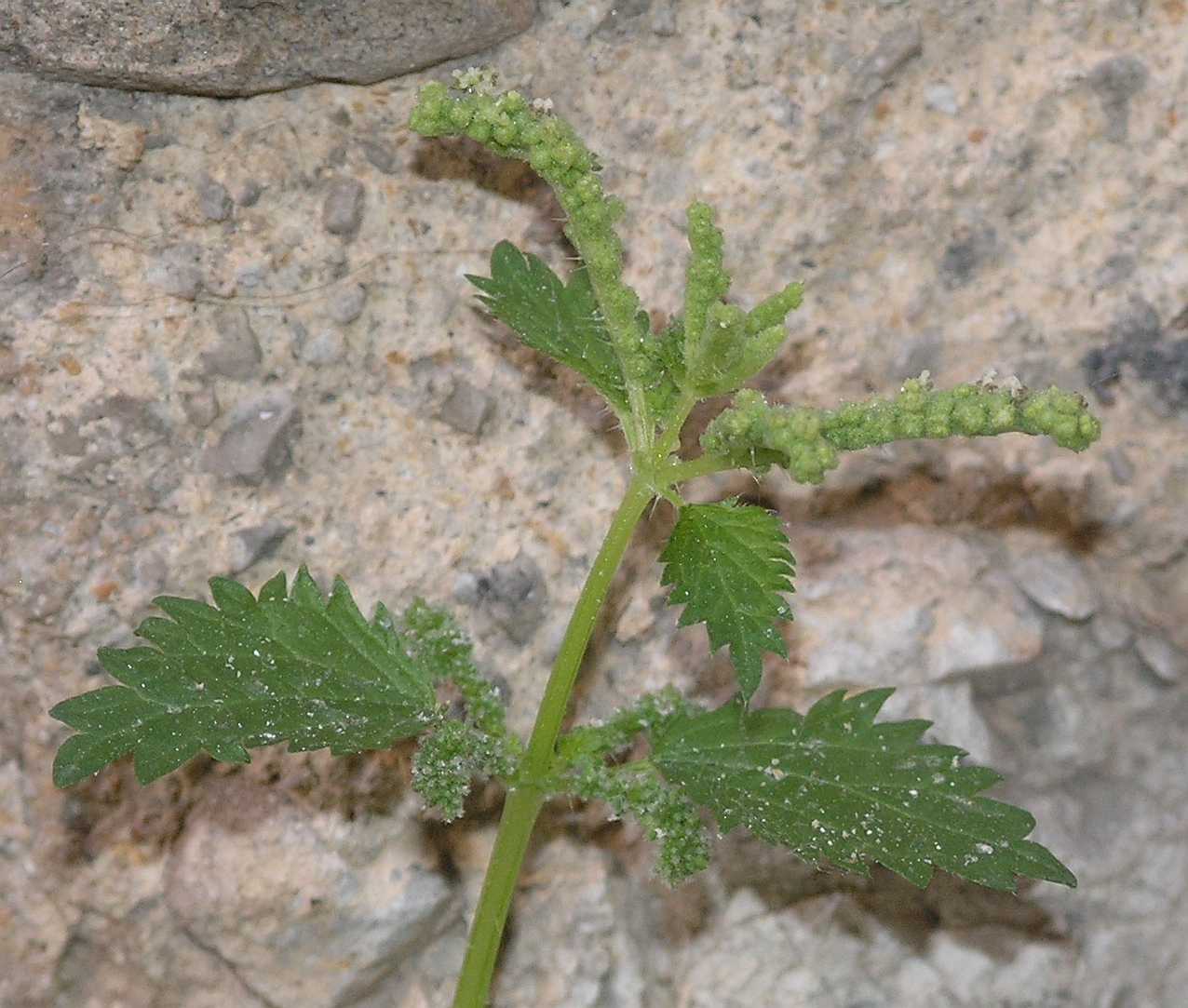 Urticaceae Urtica dubia