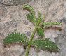 image of Urtica dubia
