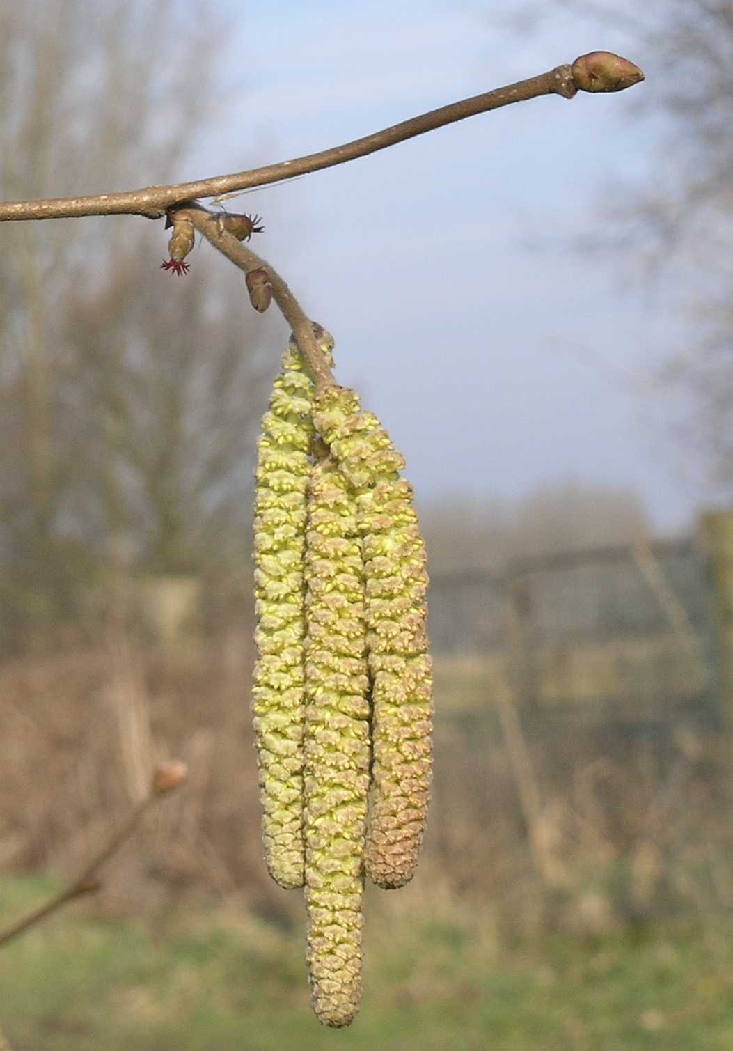 Betulaceae Corylus avellana
