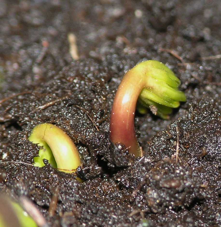 Ranunculaceae Eranthis 