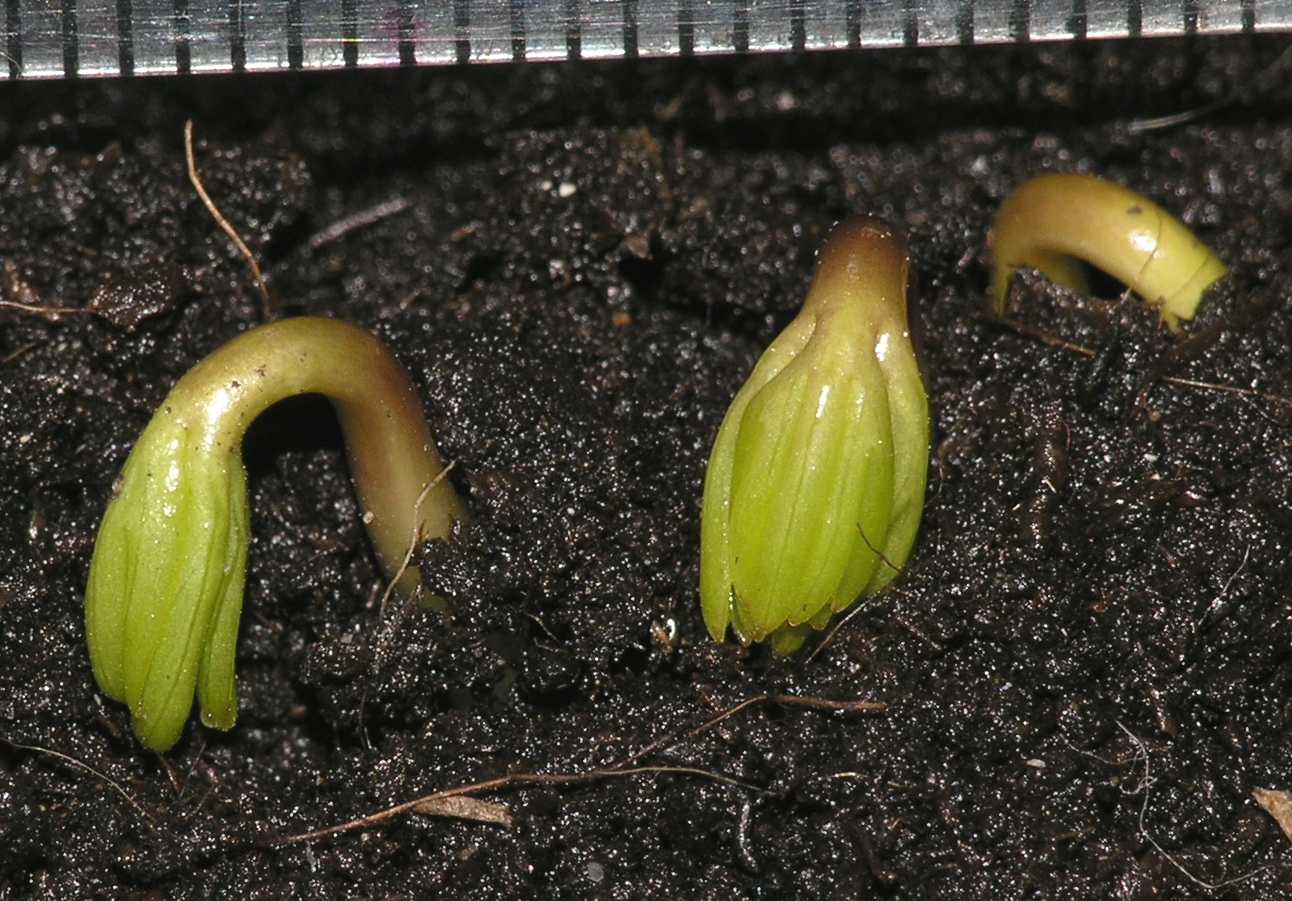 Ranunculaceae Eranthis 