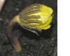 image of Eranthis 