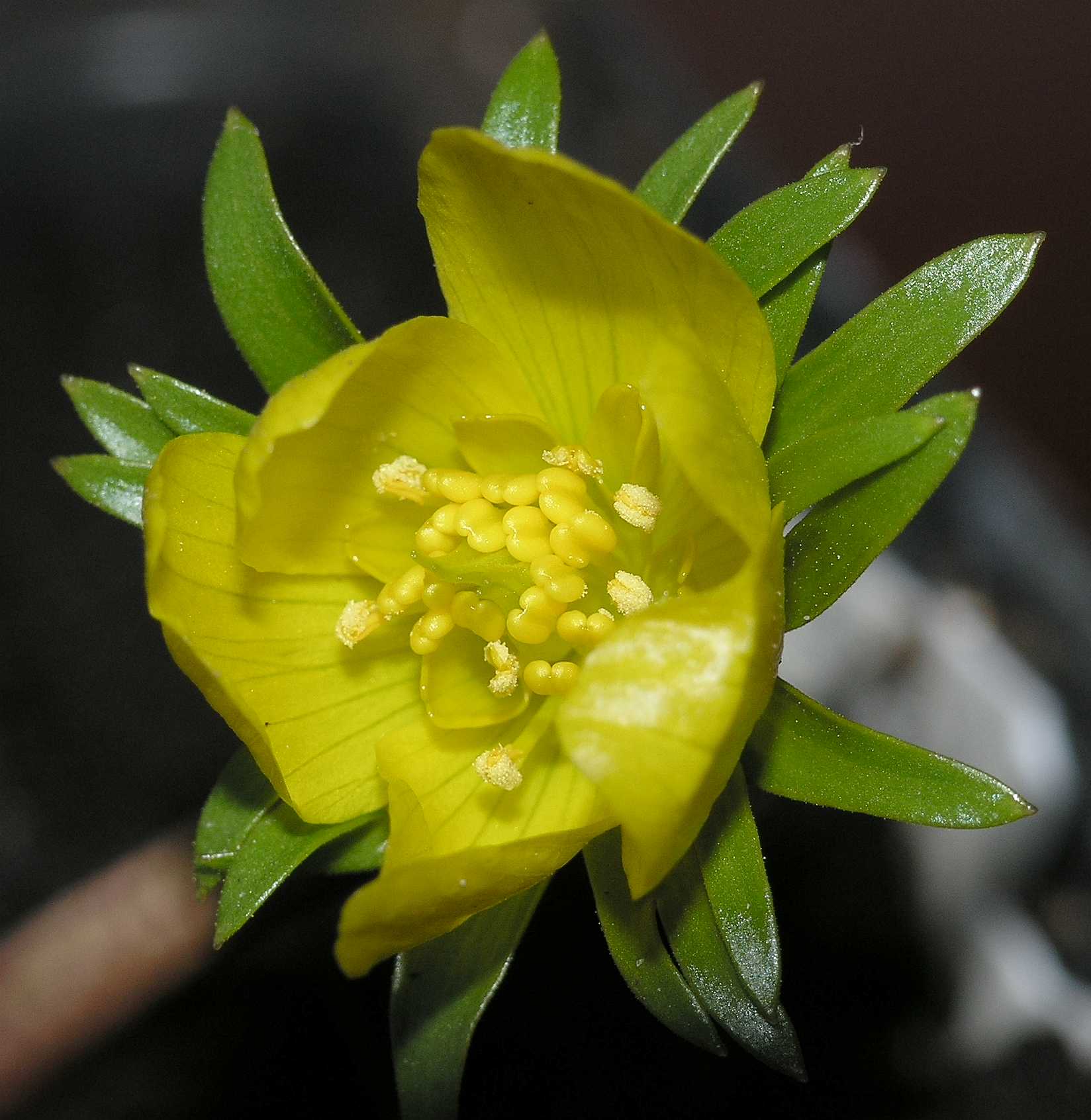 Ranunculaceae Eranthis 