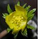 image of Eranthis 