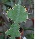 image of Euphorbia grandicornis