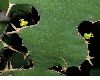image of Euphorbia grandicornis