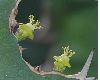 image of Euphorbia grandicornis