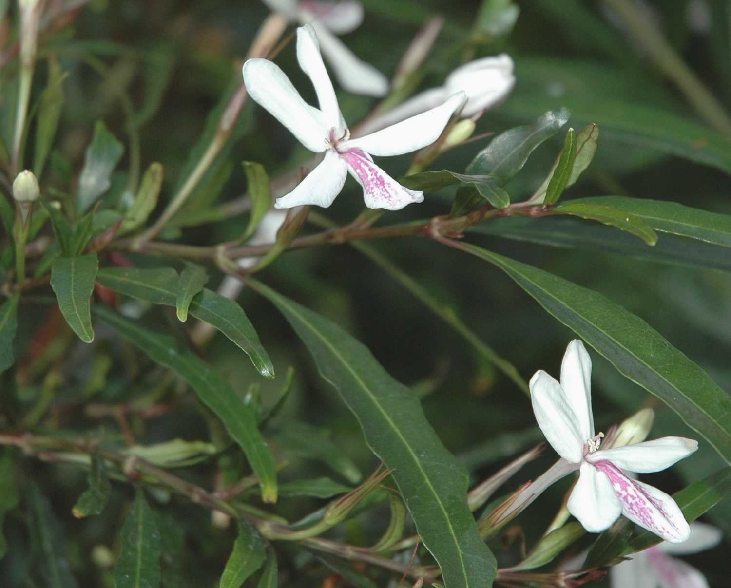 Acanthaceae Pseuderanthemum longifolium