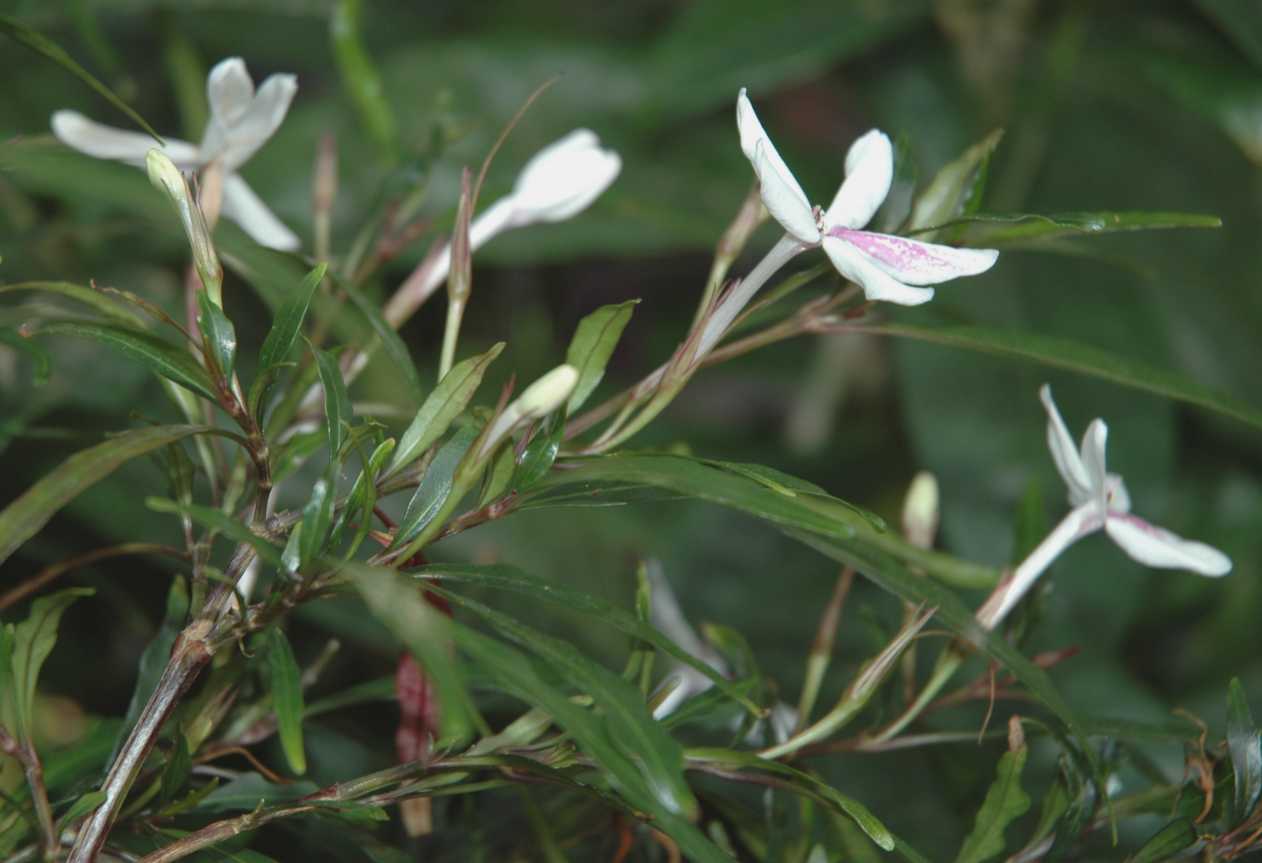 Acanthaceae Pseuderanthemum longifolium
