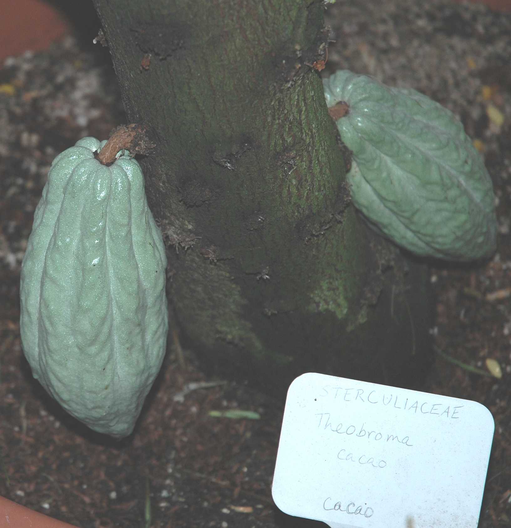 Byttneriaceae Theobroma cacao