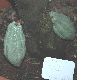 image of Theobroma cacao