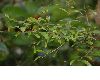 image of Punica granatum