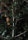 image of Quercus coccifera