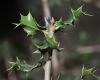 image of Quercus coccifera
