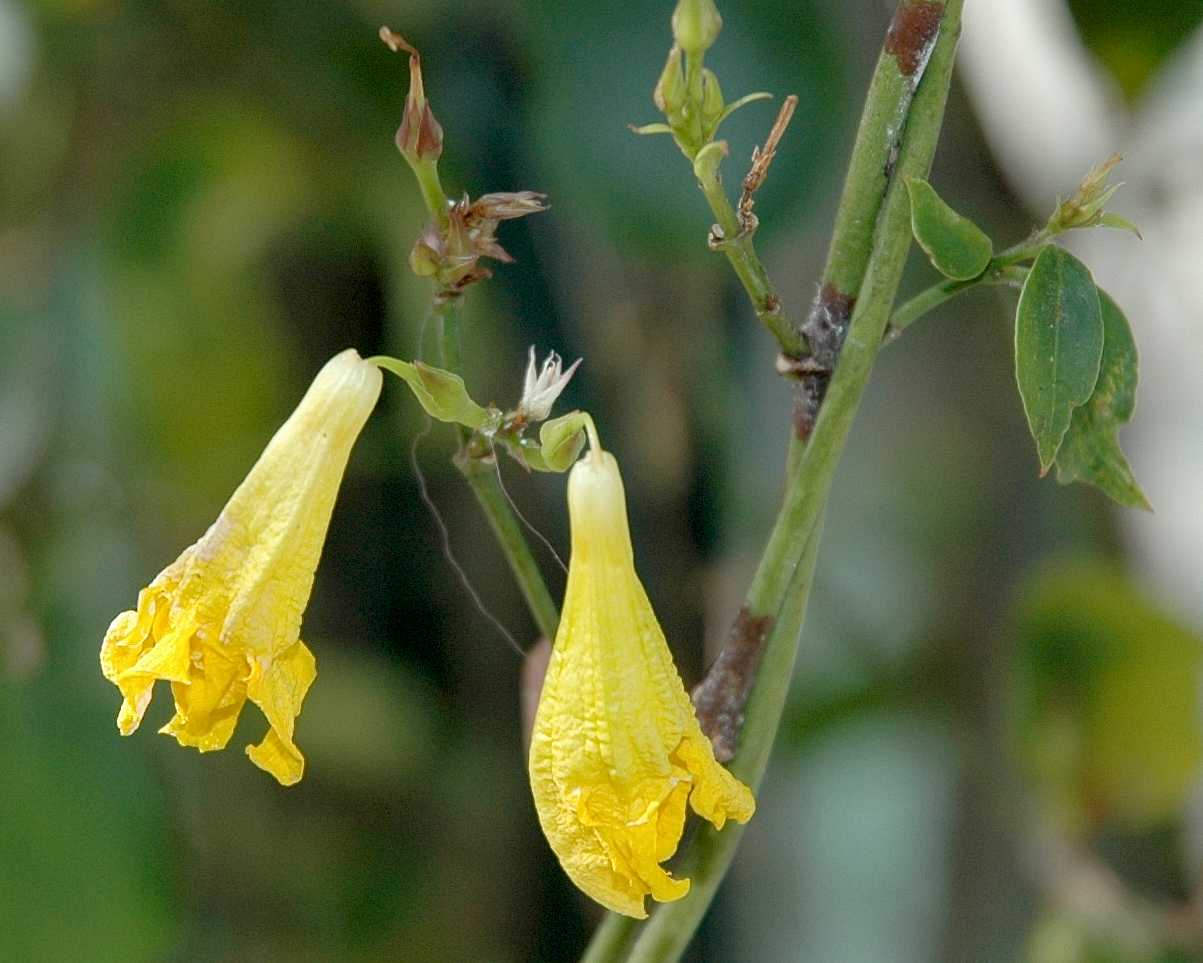 Gelsemiaceae Gelsemium rankenii