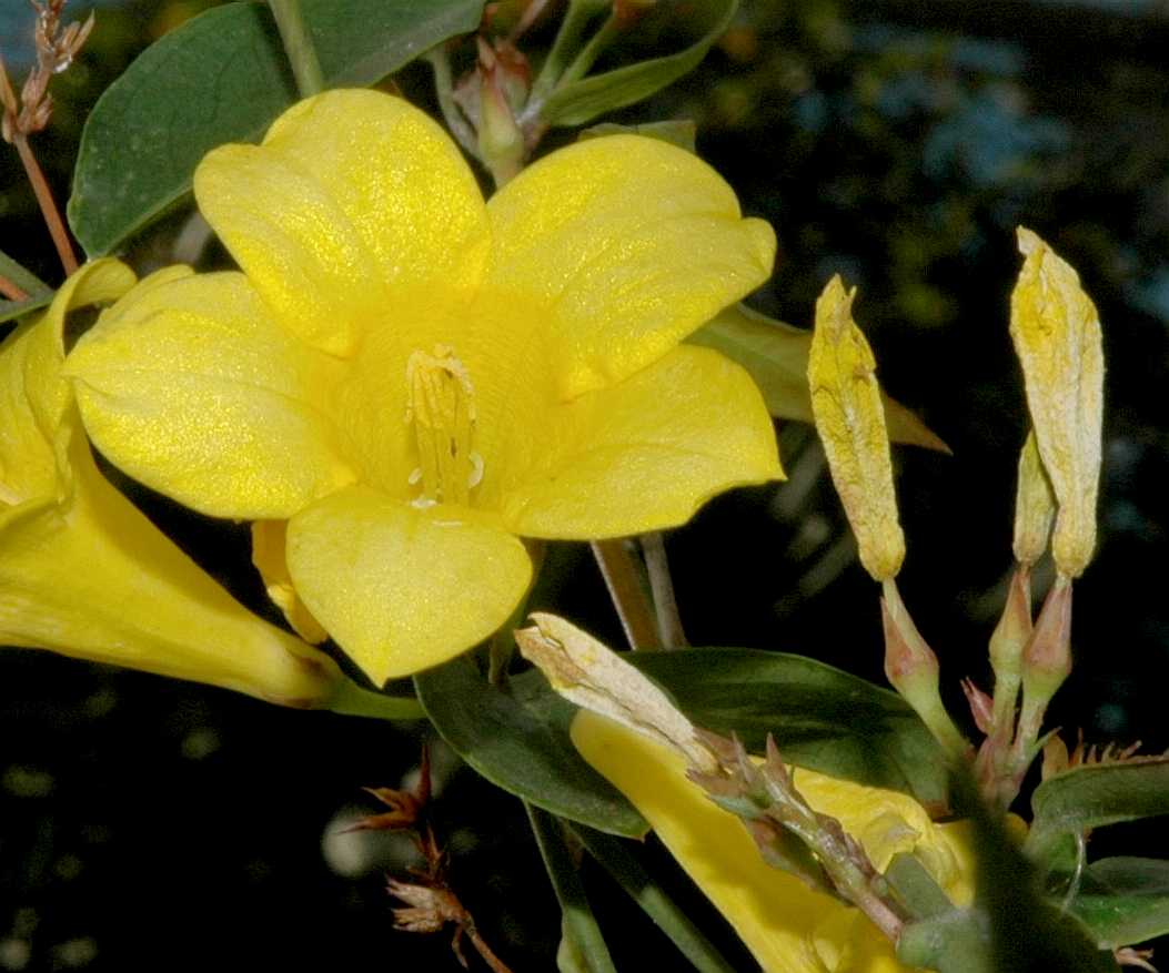 Gelsemiaceae Gelsemium rankenii