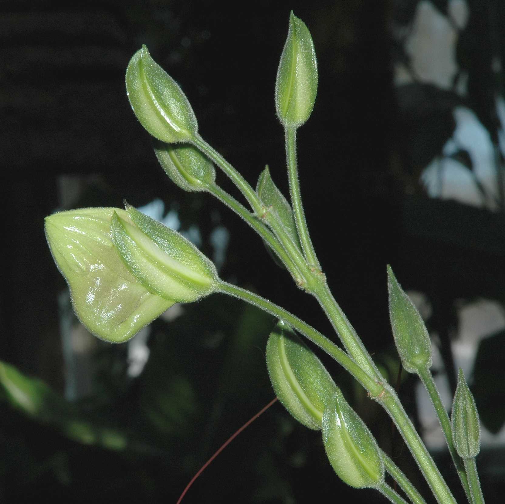 Acanthaceae Louteridium donnell-smithii