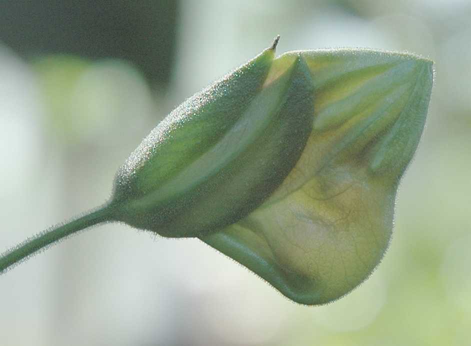 Acanthaceae Louteridium donnell-smithii
