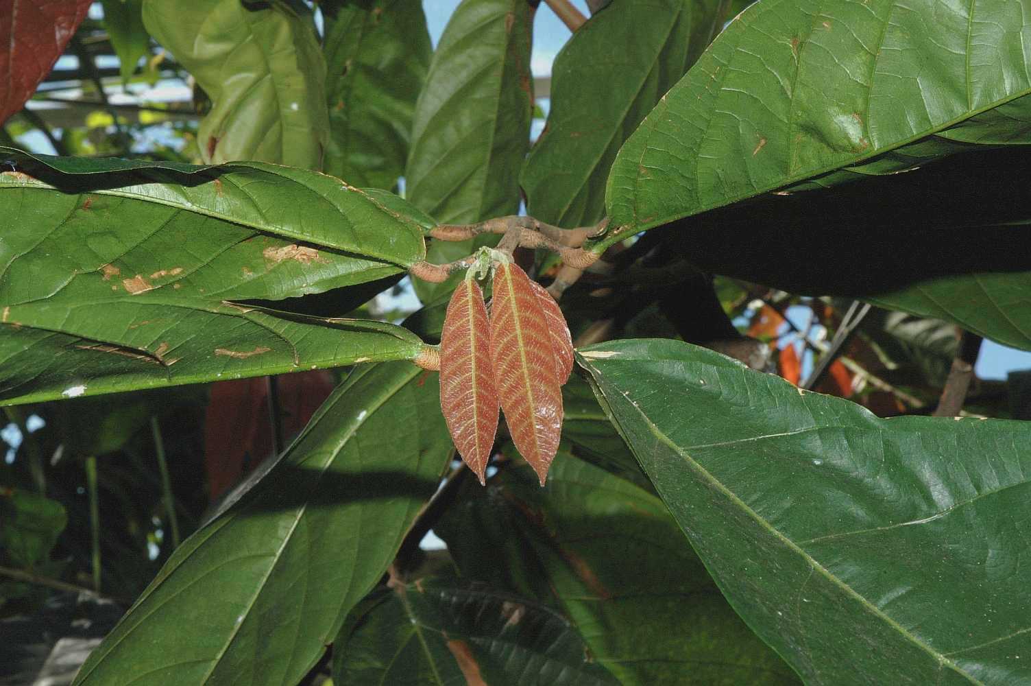 Byttneriaceae Theobroma cacao