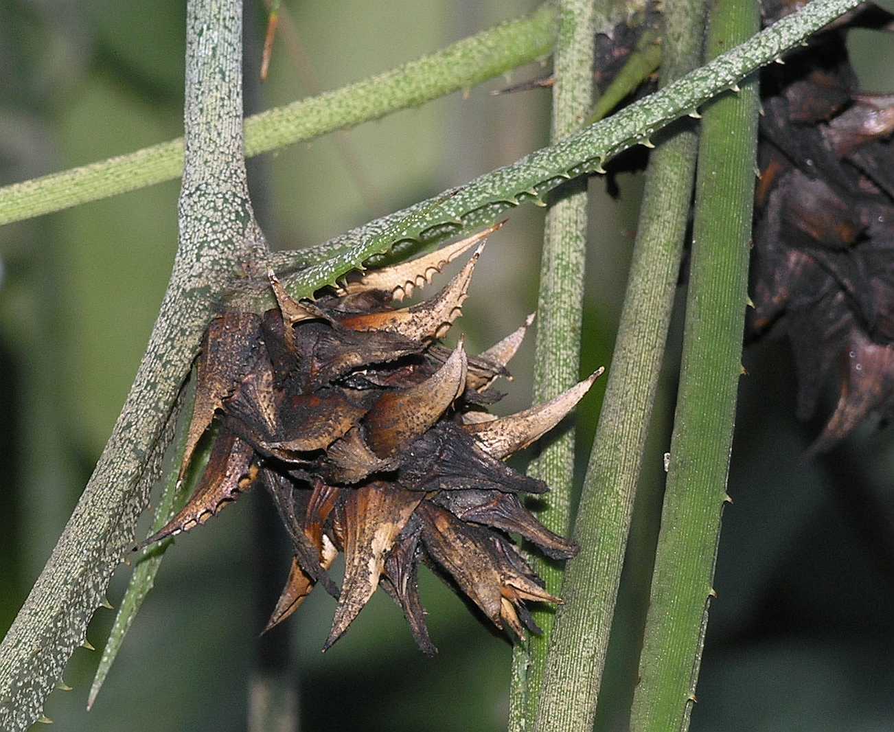 Bromeliaceae Acanthostachys strobilacea