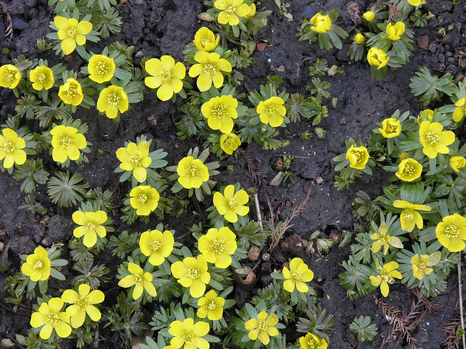 Ranunculaceae Eranthis hyemalis